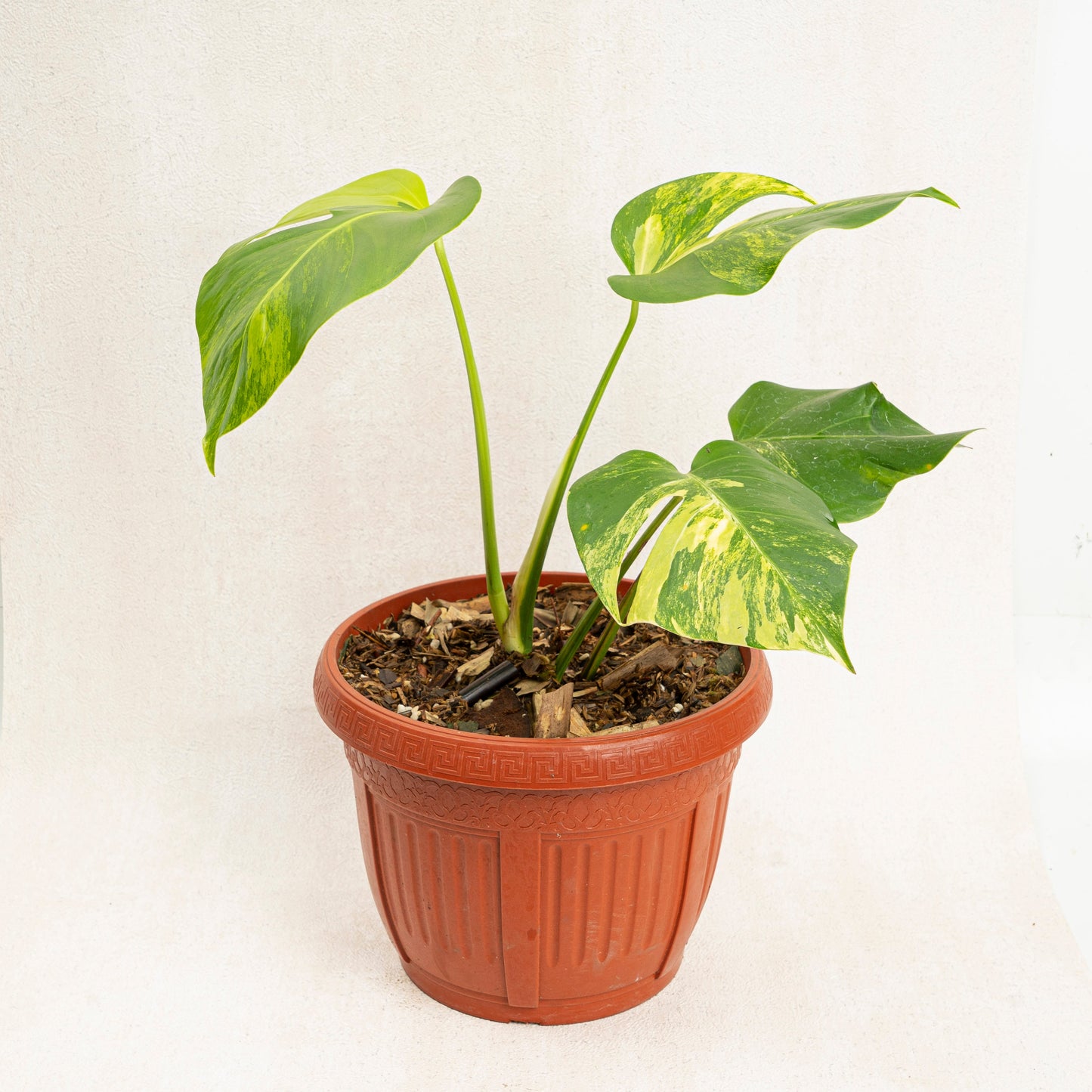 Monstera Marmorata Variegated - Indonesian Rare Plants
