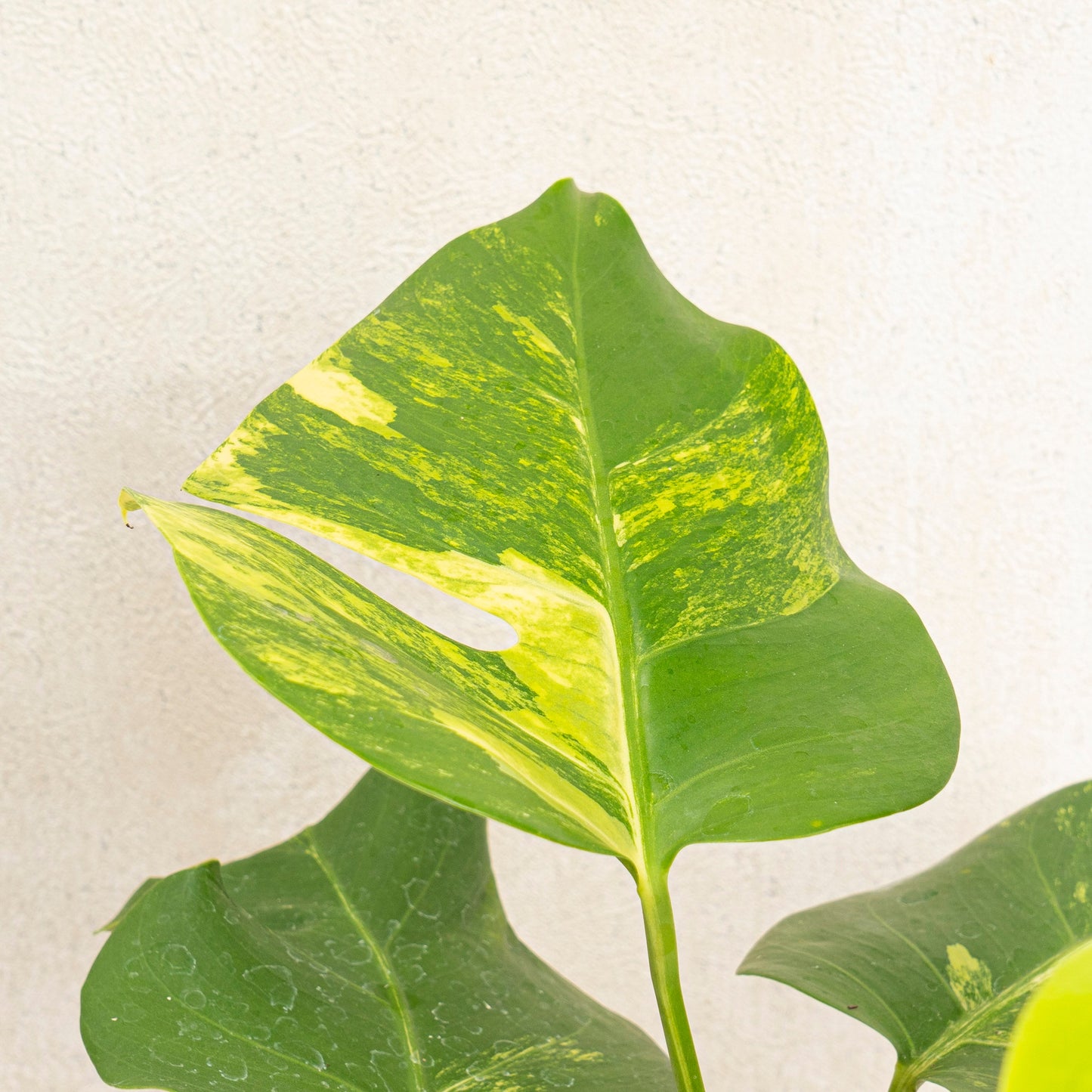 Monstera Marmorata Variegated