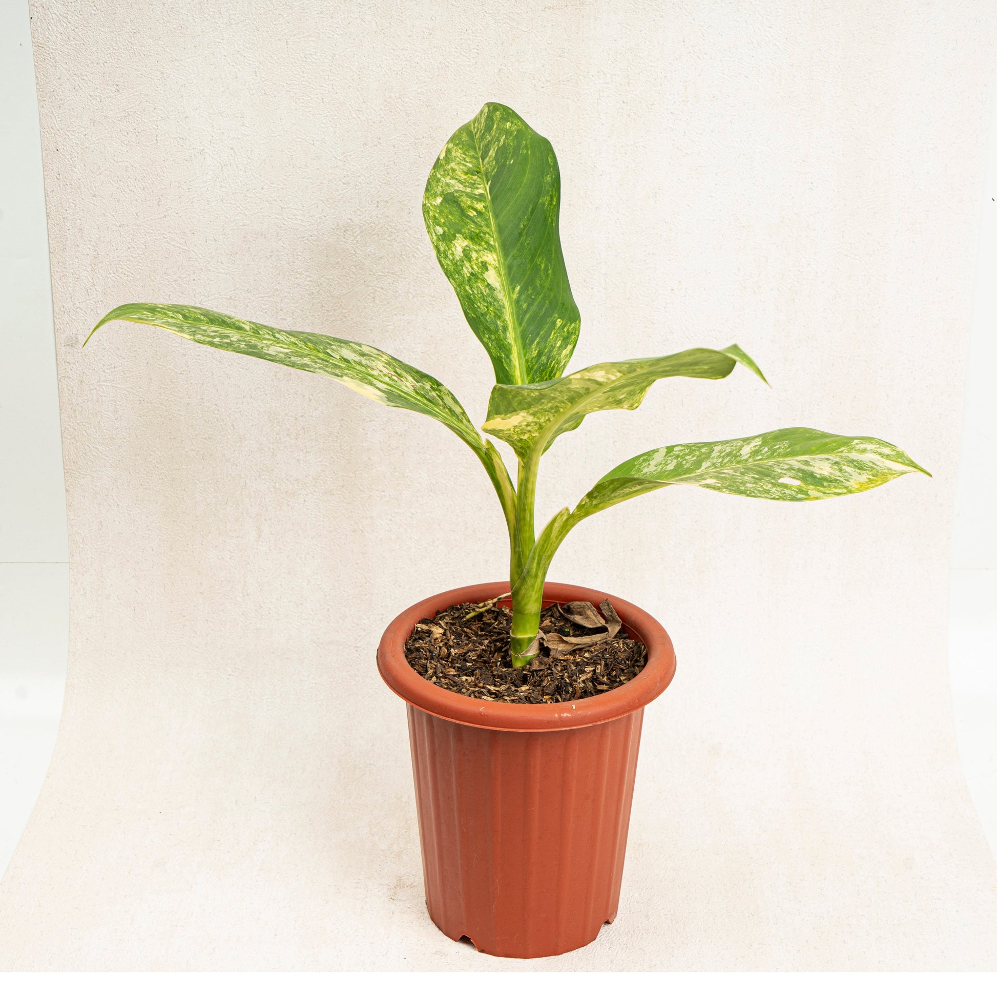 Dieffenbachia Yellow Variegated - Indonesian Rare Plants