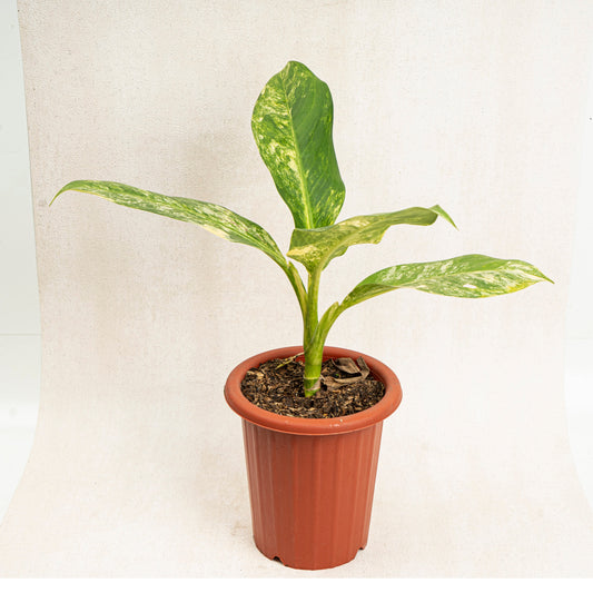 Dieffenbachia Yellow Variegated - Indonesian Rare Plants