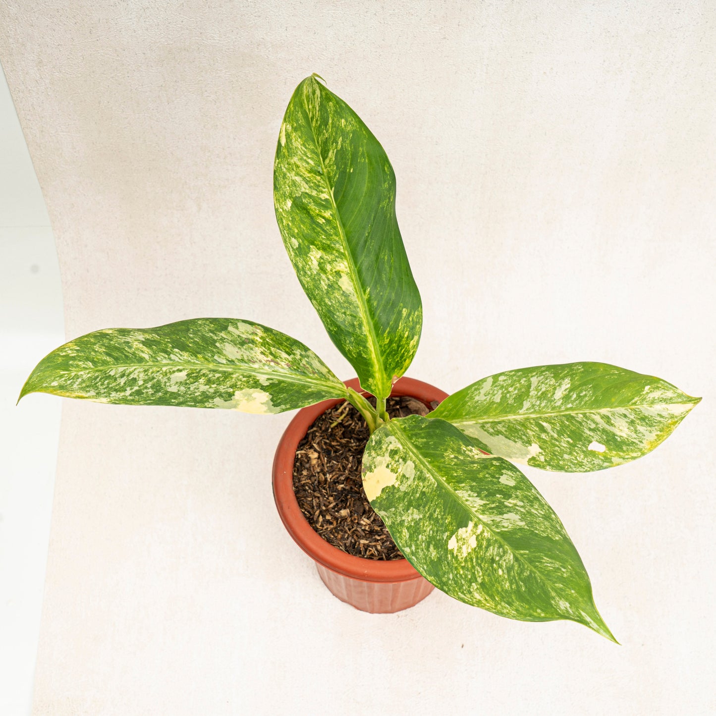 Dieffenbachia Yellow Variegated