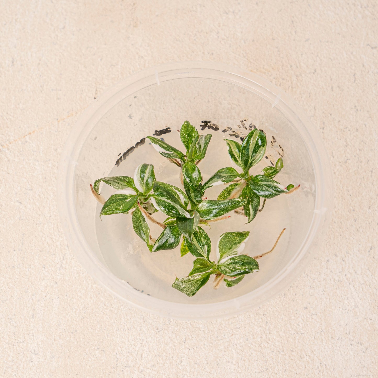 Tissue Culture - Philodendron White Knight