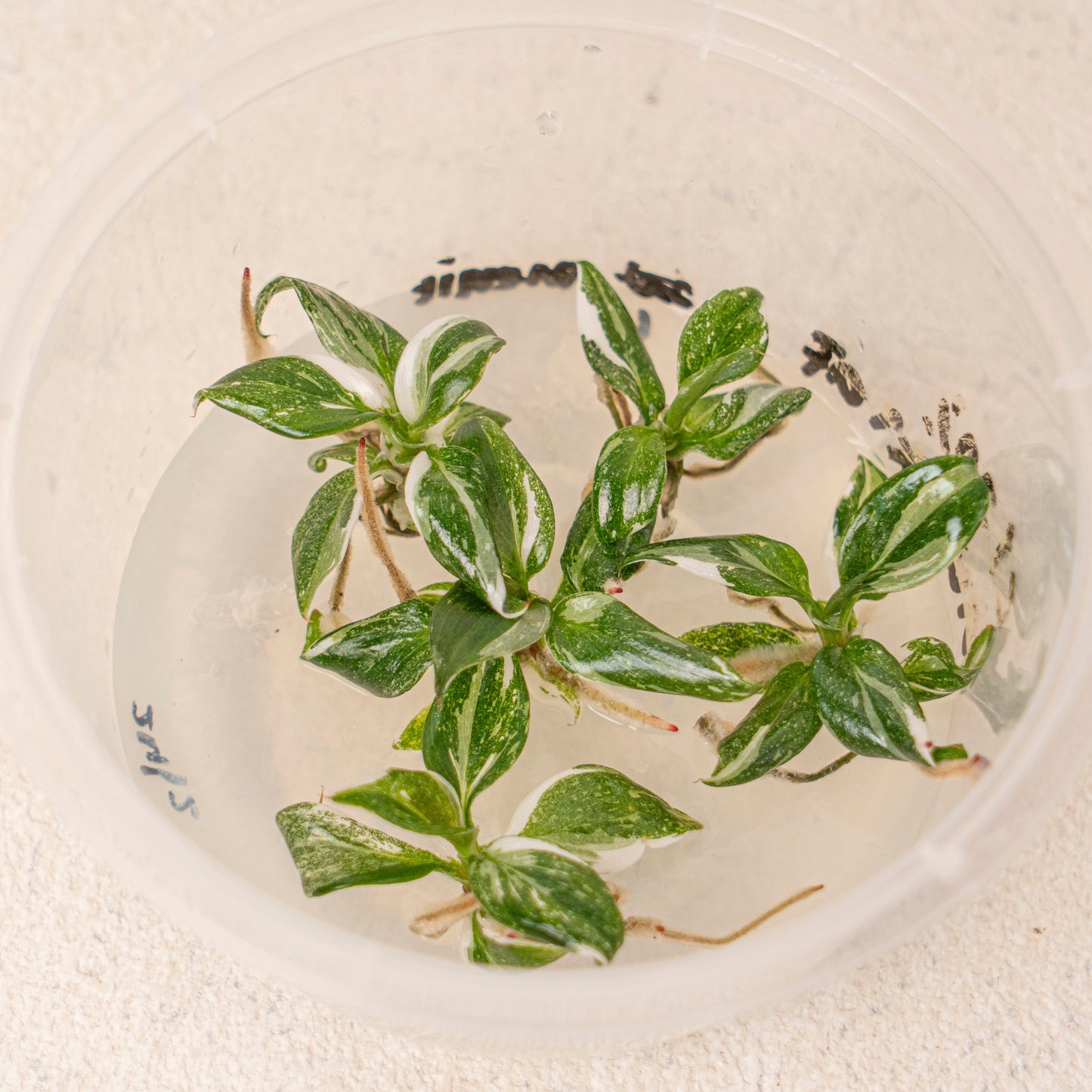 Tissue Culture - Philodendron White Knight
