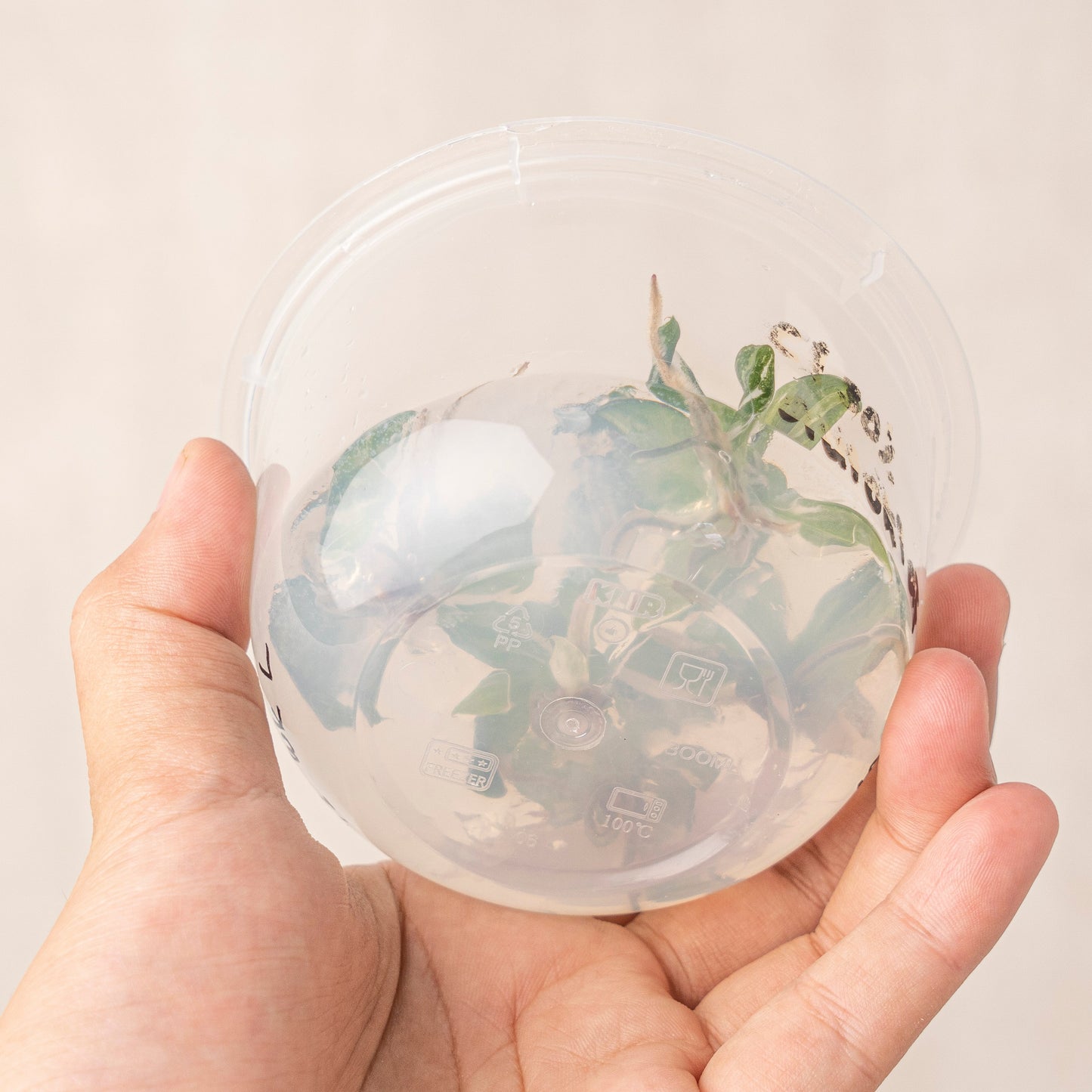 Tissue Culture - Philodendron White Knight