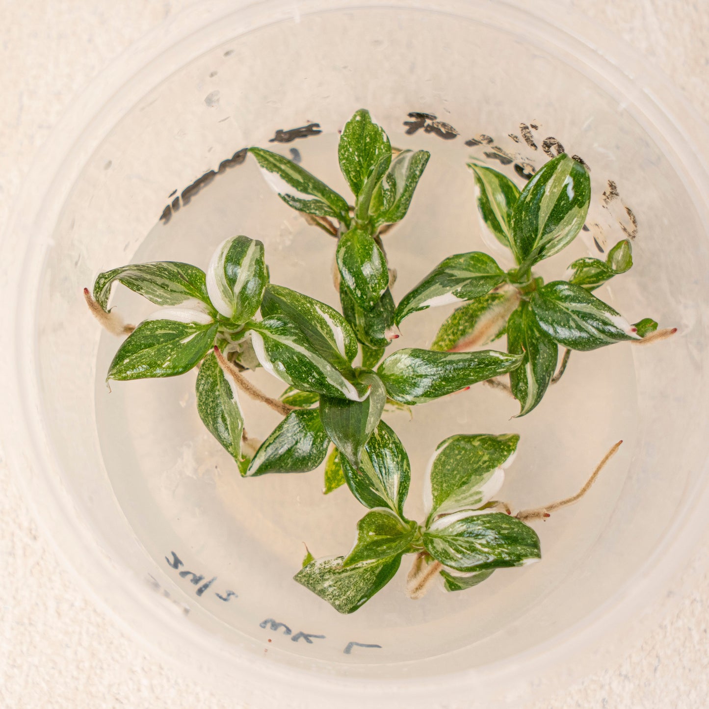 Tissue Culture - Philodendron White Knight