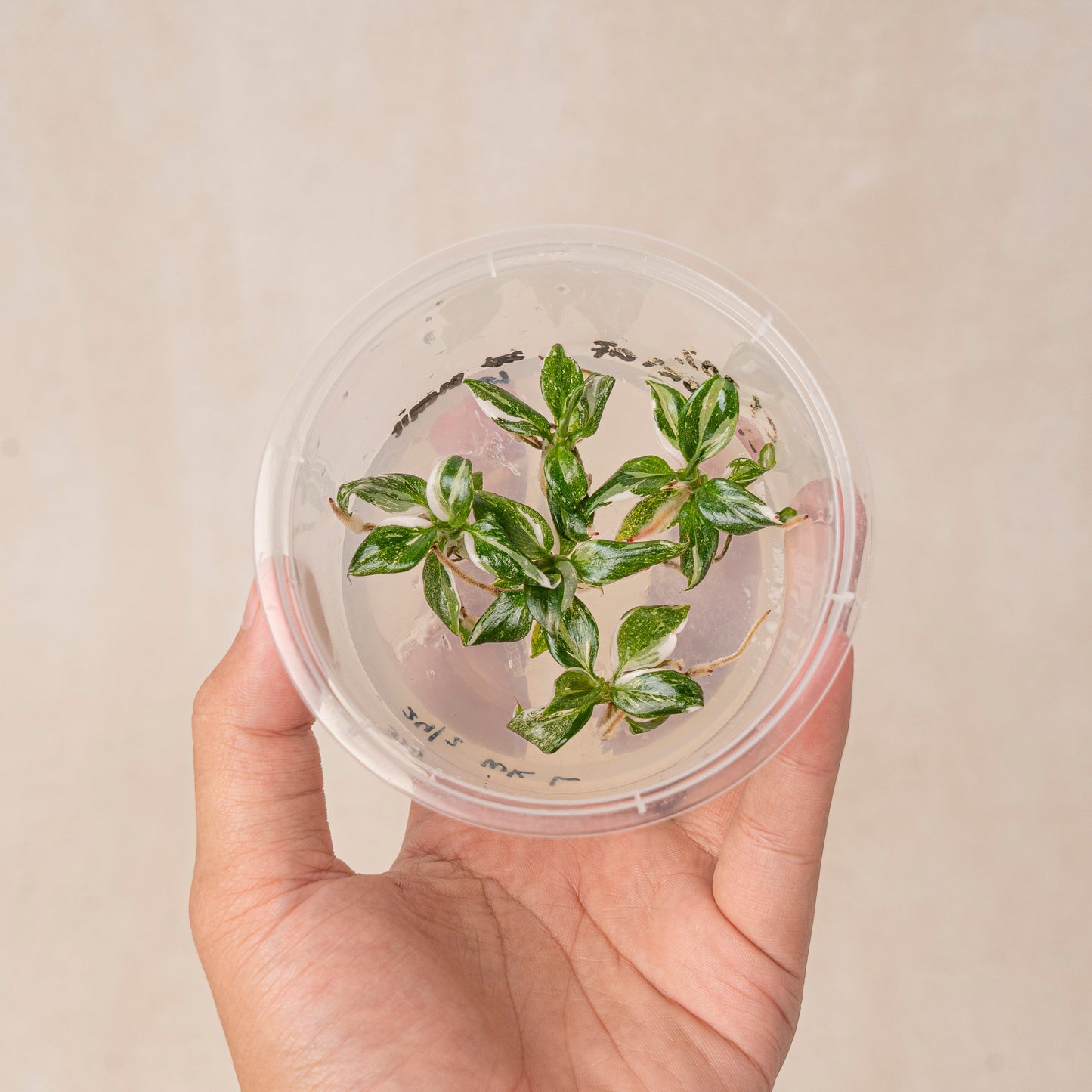 Tissue Culture - Philodendron White Knight - Indonesian Rare Plants