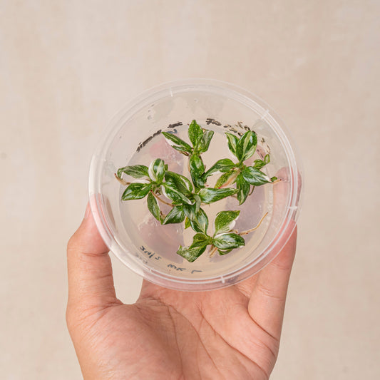 Tissue Culture - Philodendron White Knight - Indonesian Rare Plants