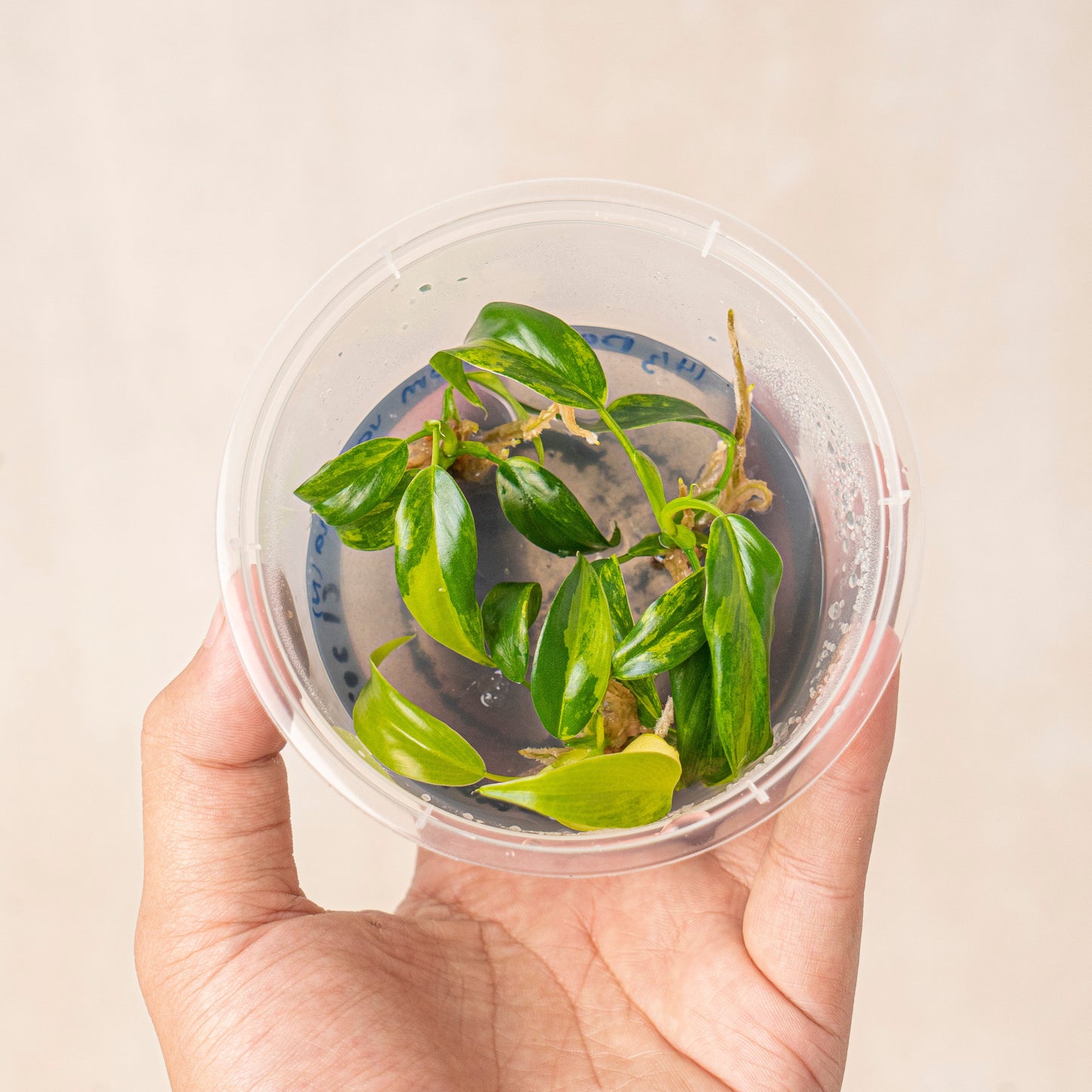 Tissue Culture - Philodendron Domesticum Variegated - Indonesian Rare Plants