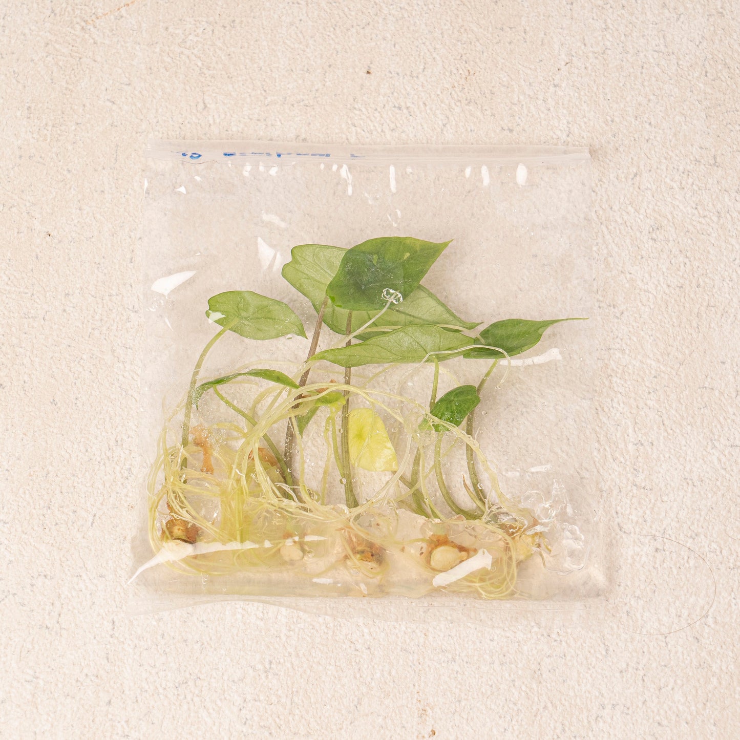 Tissue Culture - Alocasia Scalfrum