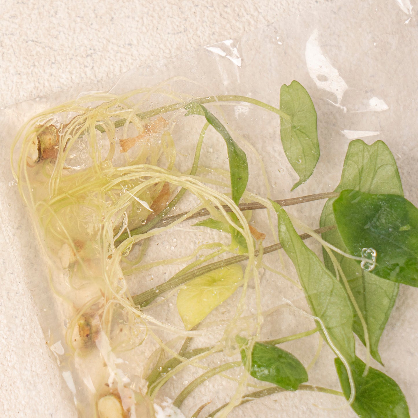 Tissue Culture - Alocasia Scalfrum
