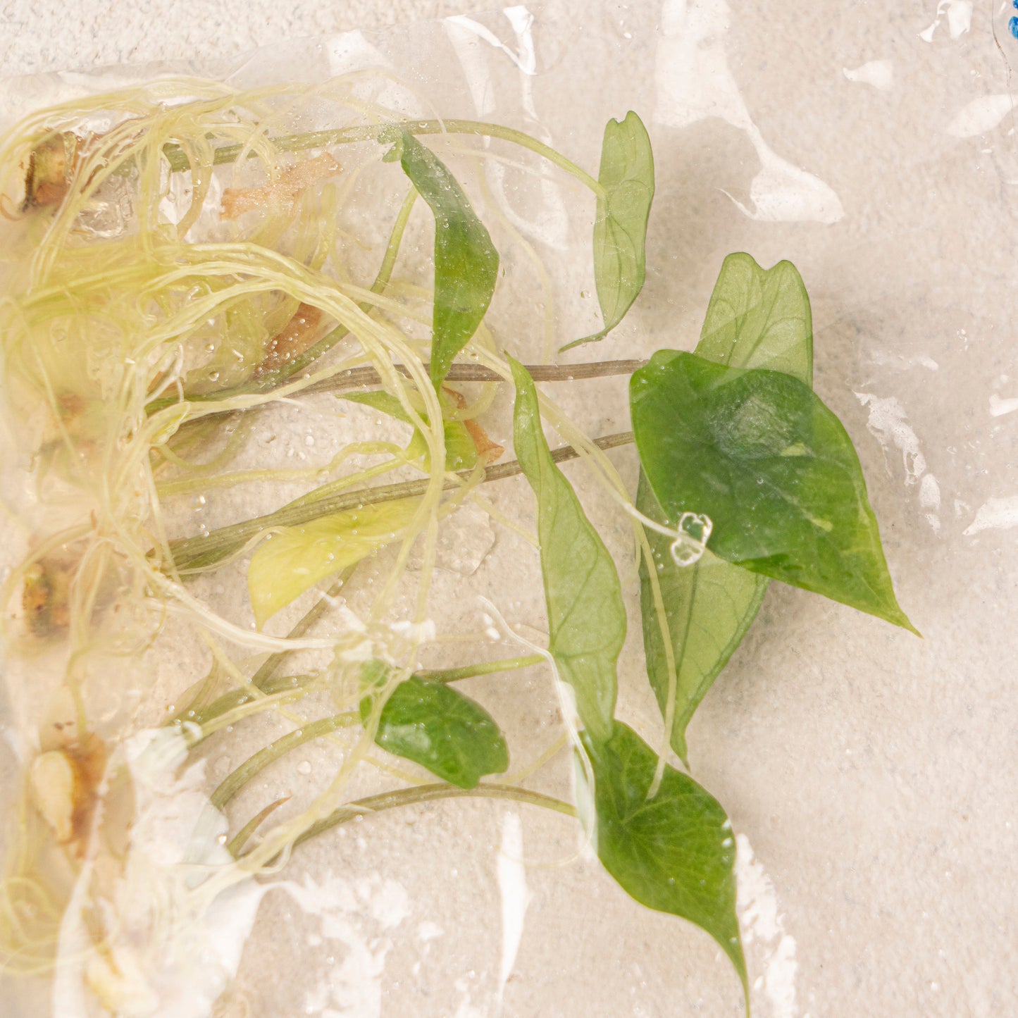 Tissue Culture - Alocasia Scalfrum