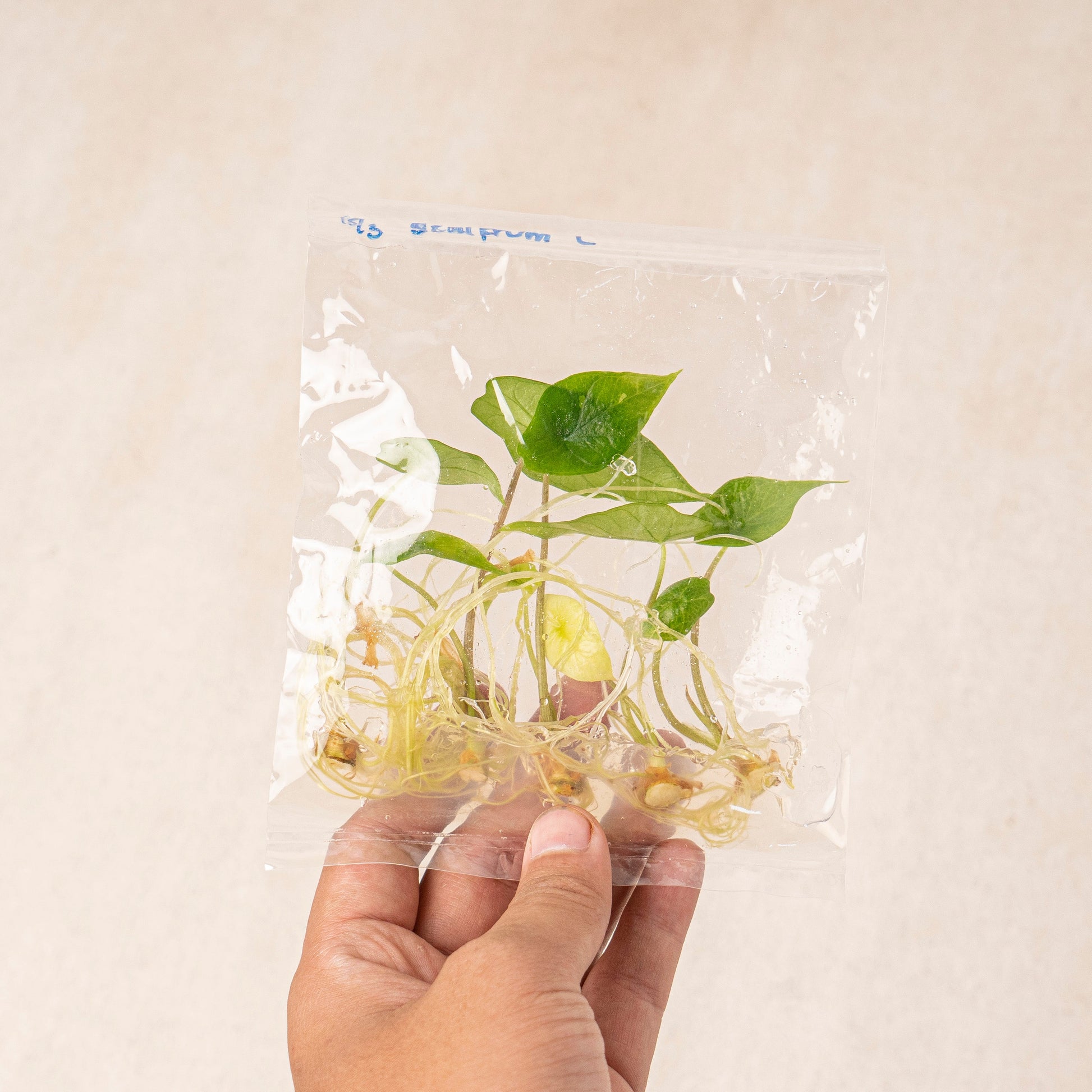 Tissue Culture - Alocasia Scalfrum - Indonesian Rare Plants