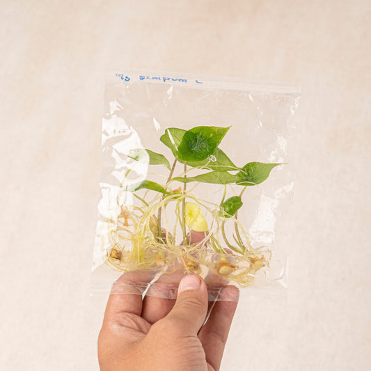 Tissue Culture - Alocasia Scalfrum - Indonesian Rare Plants