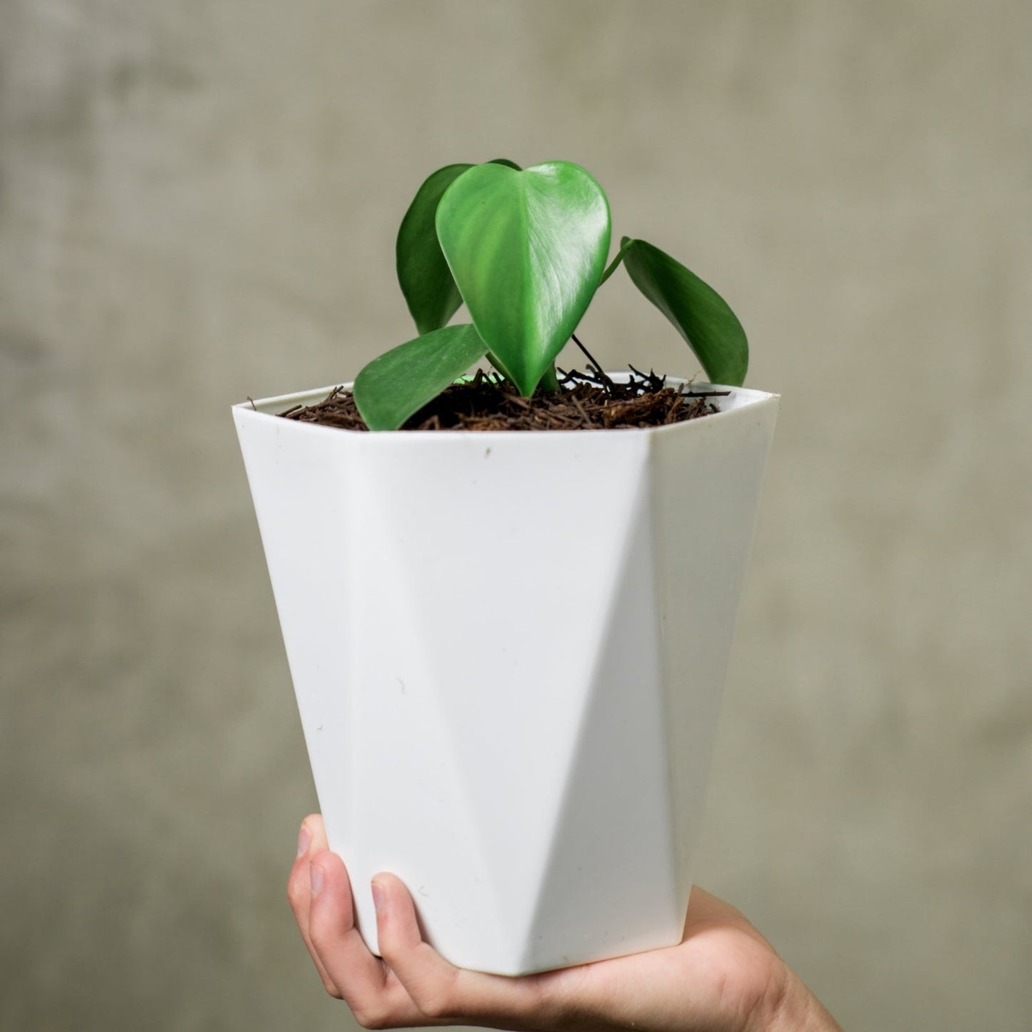 Philodendron Microstictum - Indonesian Rare Plants