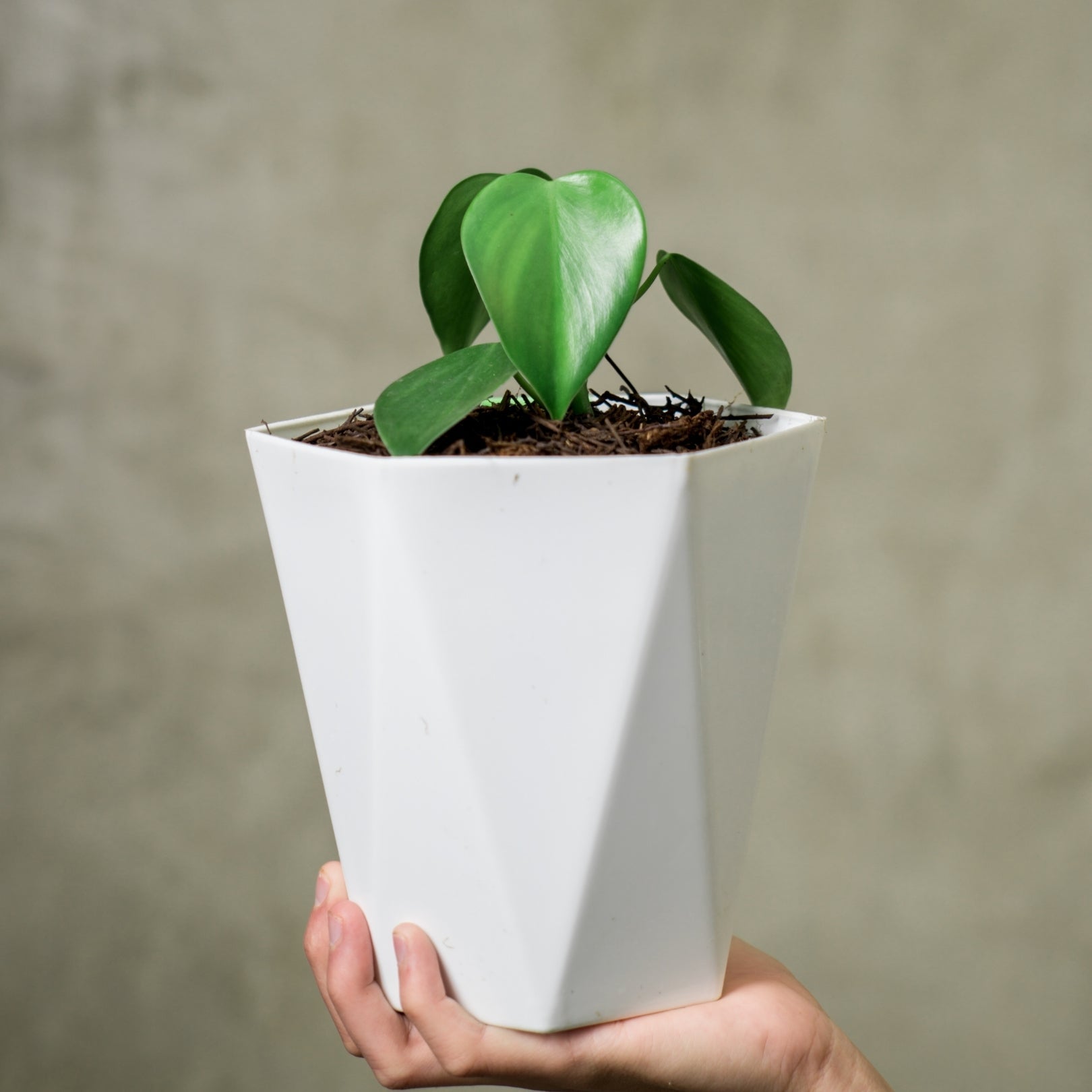 Philodendron Microstictum - Indonesian Rare Plants