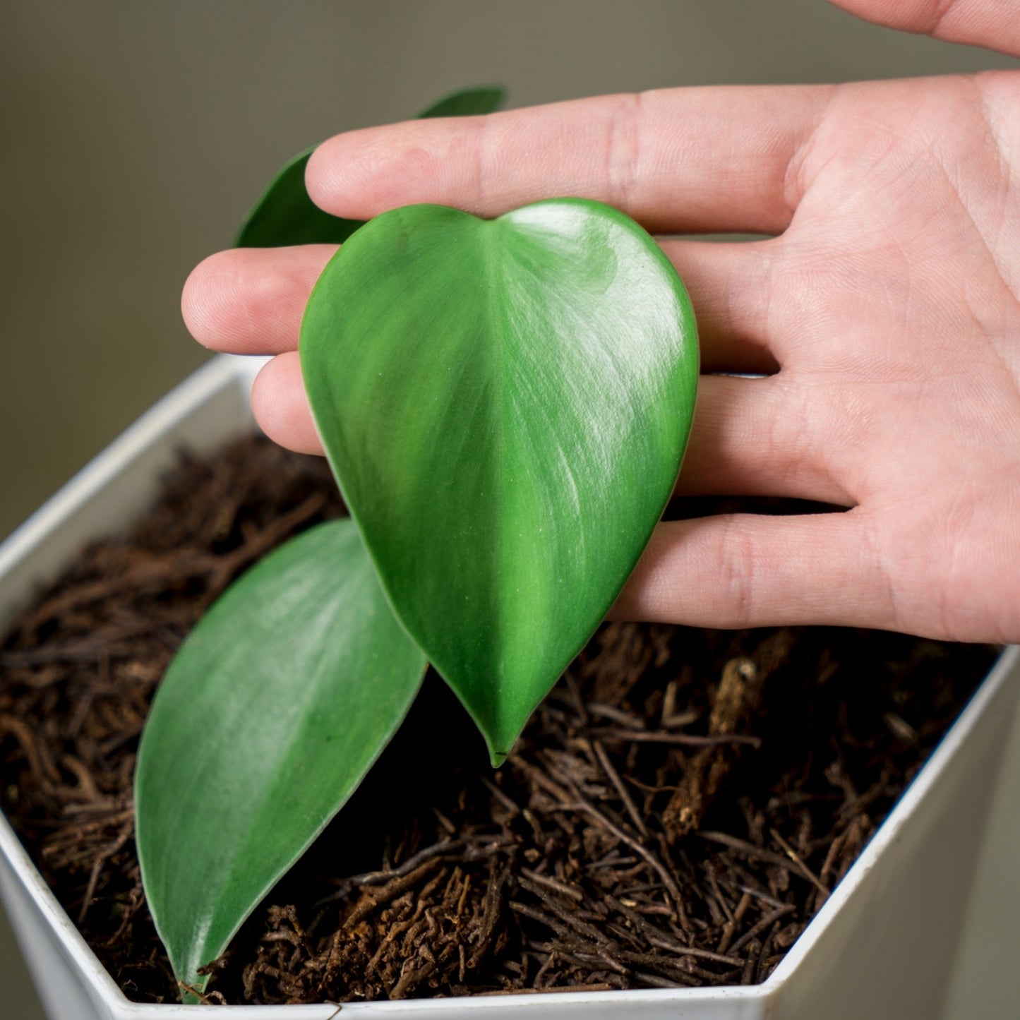 Philodendron Microstictum