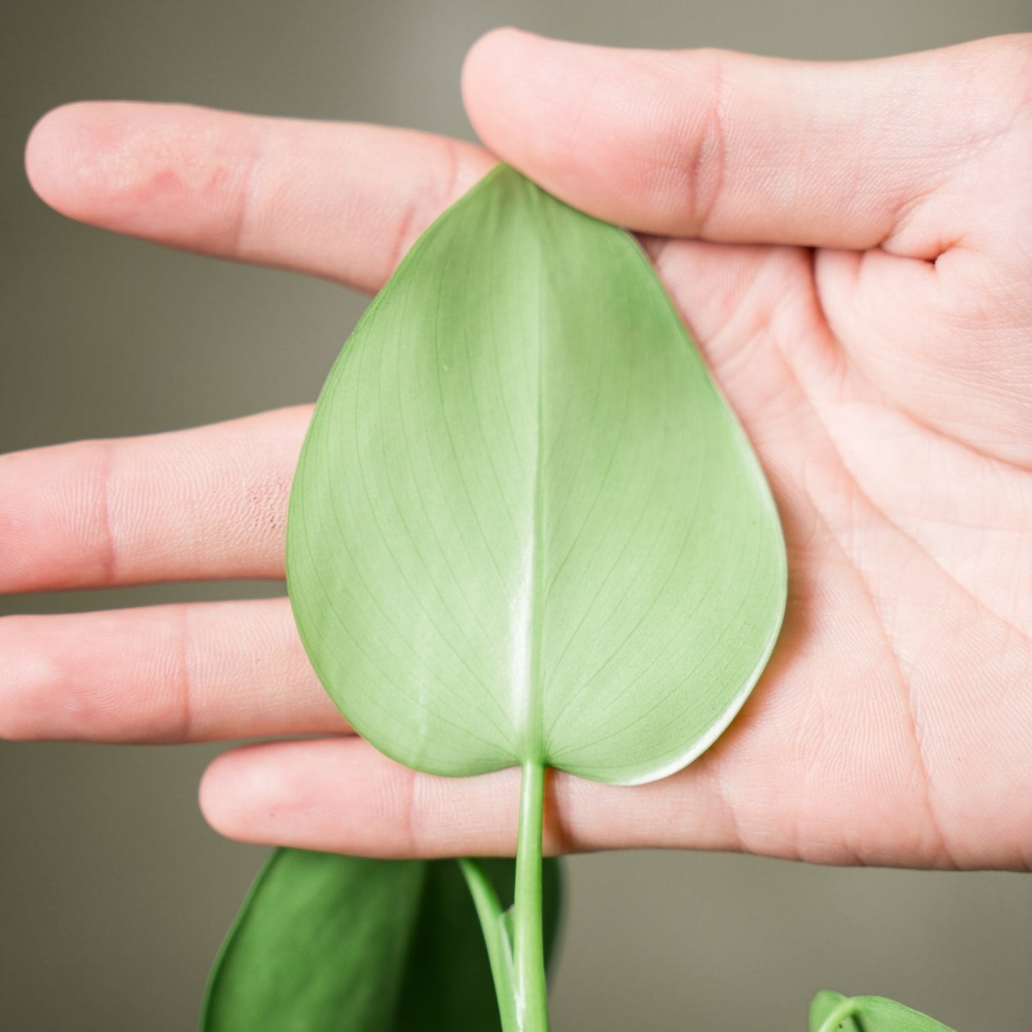 Philodendron Microstictum