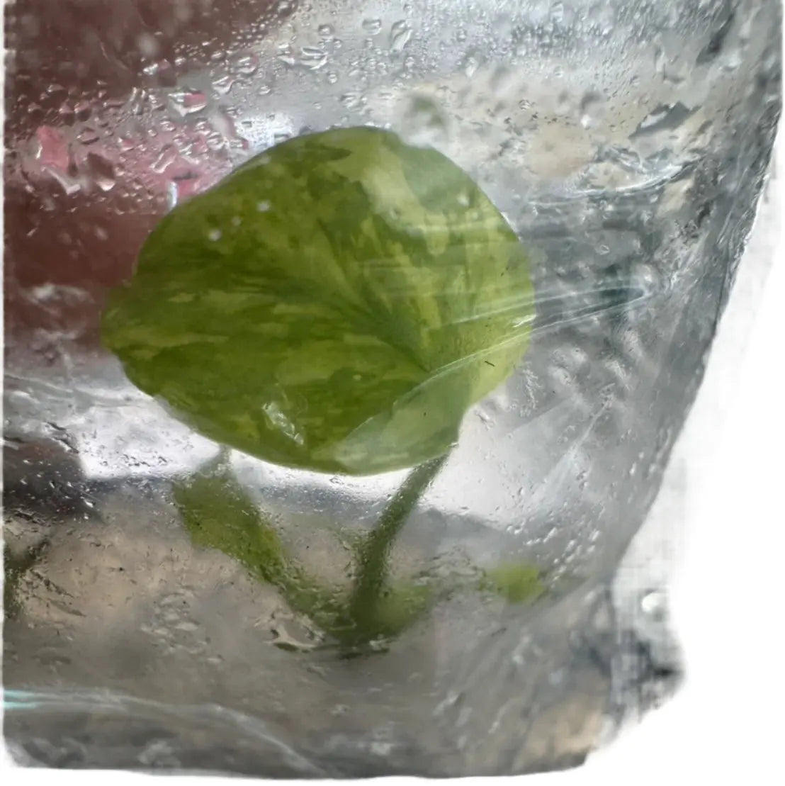 Monstera Electrolyte (Tissue Culture)