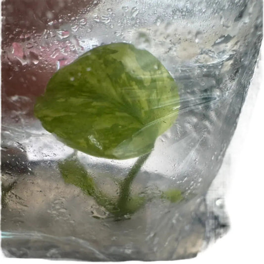 Monstera Electrolyte (Tissue Culture)