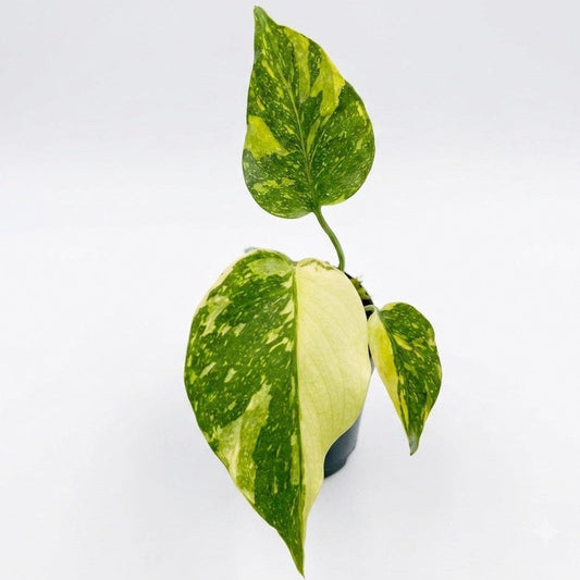 Monstera Electrolytes
