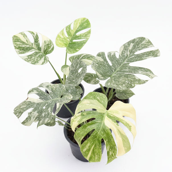 Monstera Green Snow