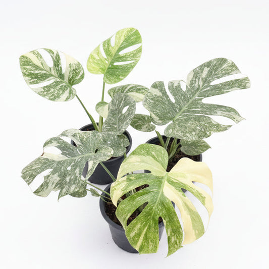 Monstera Green Snow