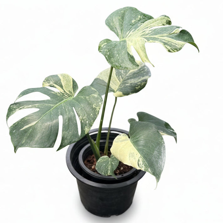 Monstera Masterpiece