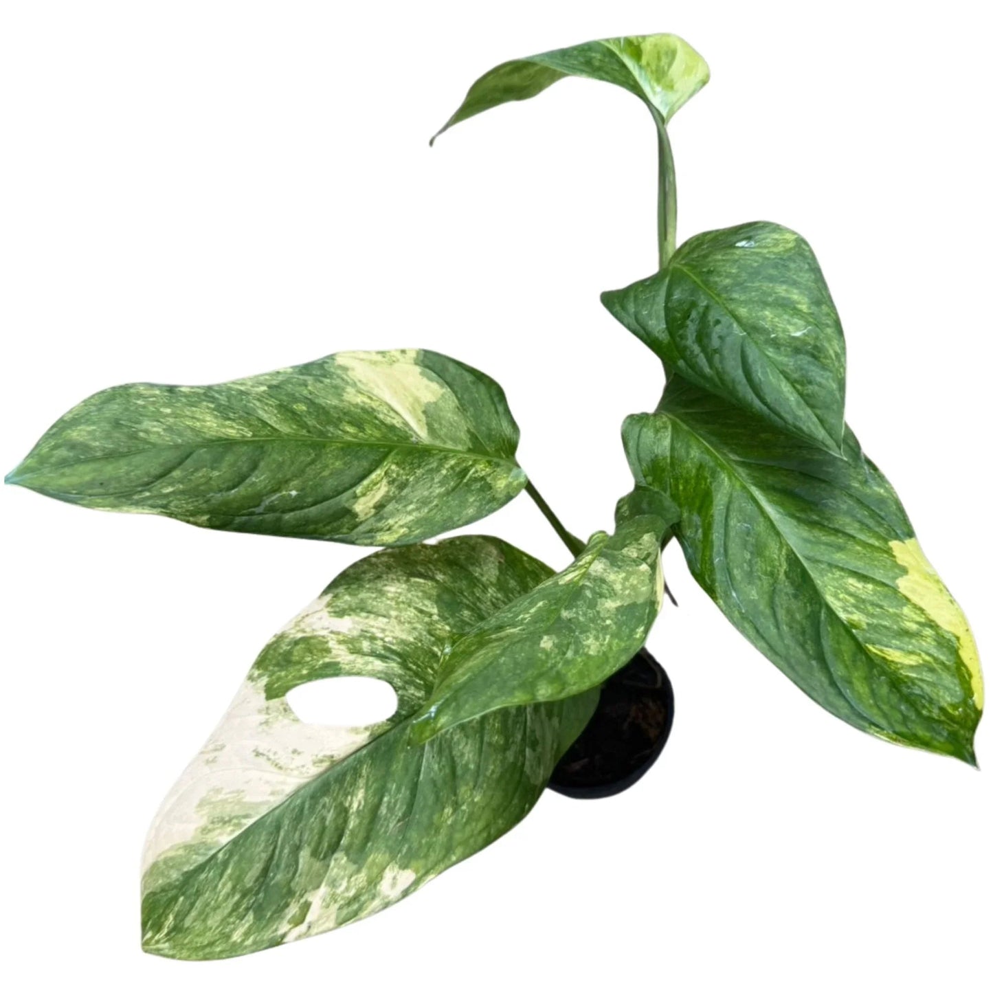 Monstera mayuna variegated
