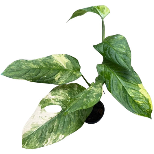 Monstera mayuna variegated