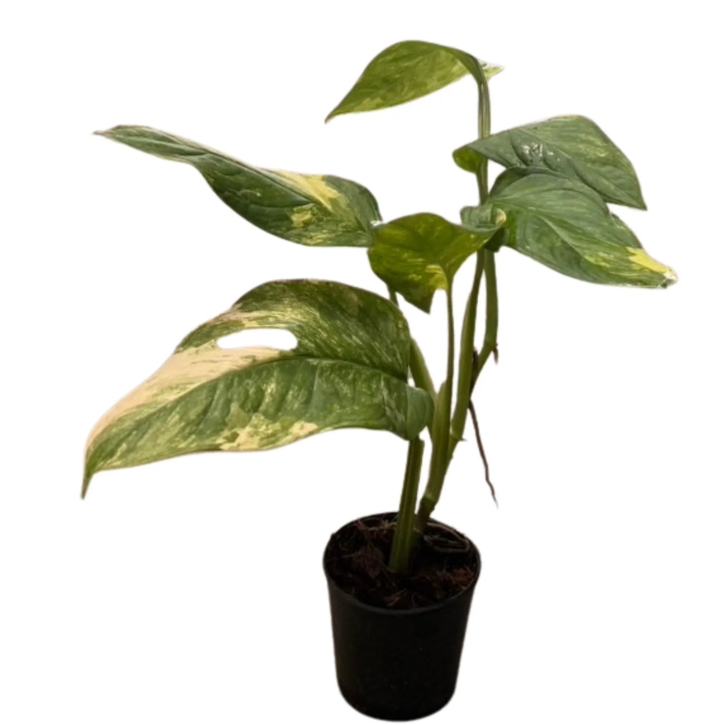 Monstera mayuna variegated