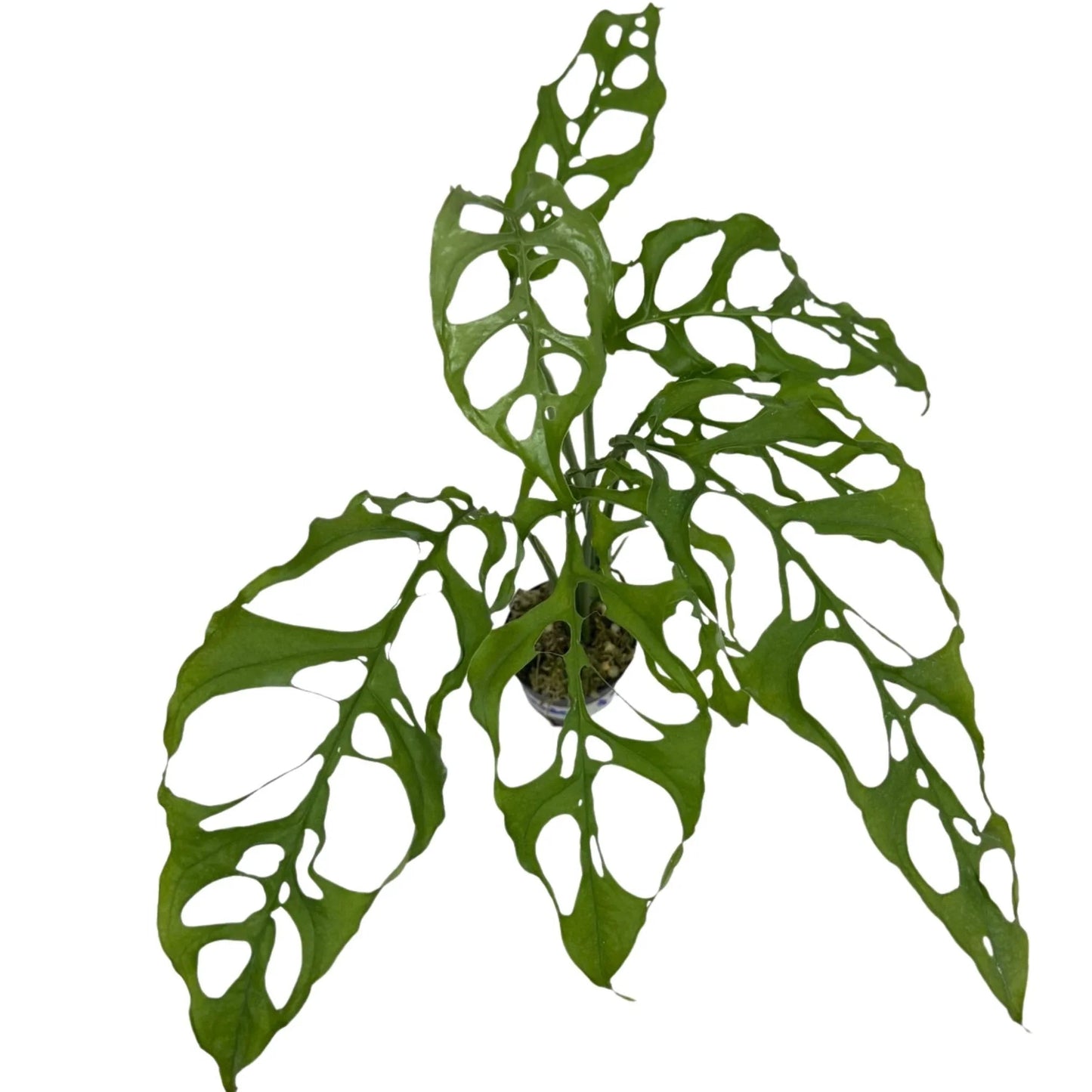 Monstera Obliqua Peru