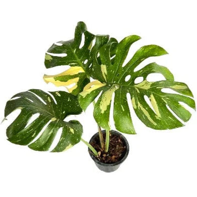 Monstera Thai Constellation (Medium)