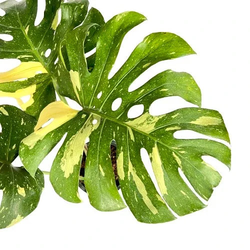 Monstera Thai Constellation (Medium)