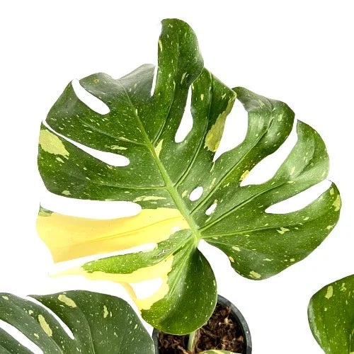 Monstera Thai Constellation (Medium)