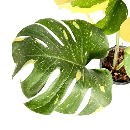 Monstera Thai Constellation (Medium)