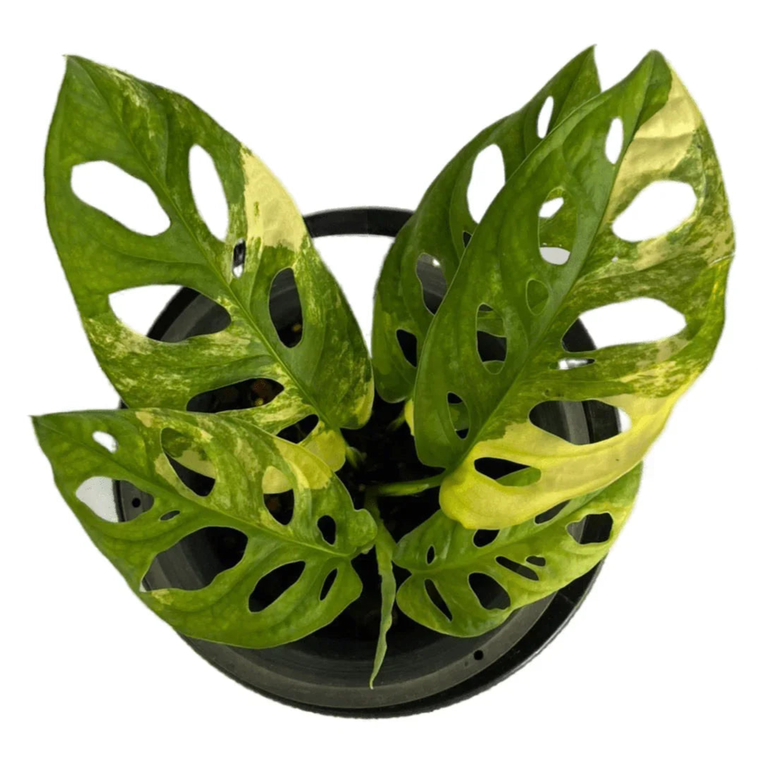 Monstera adansonii aurea variegated