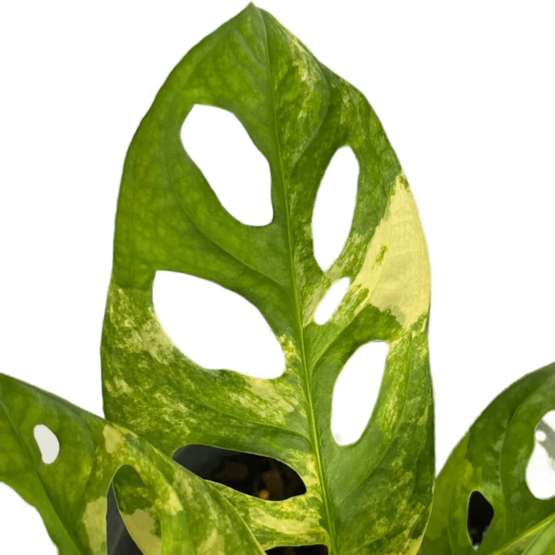 Monstera adansonii aurea variegated