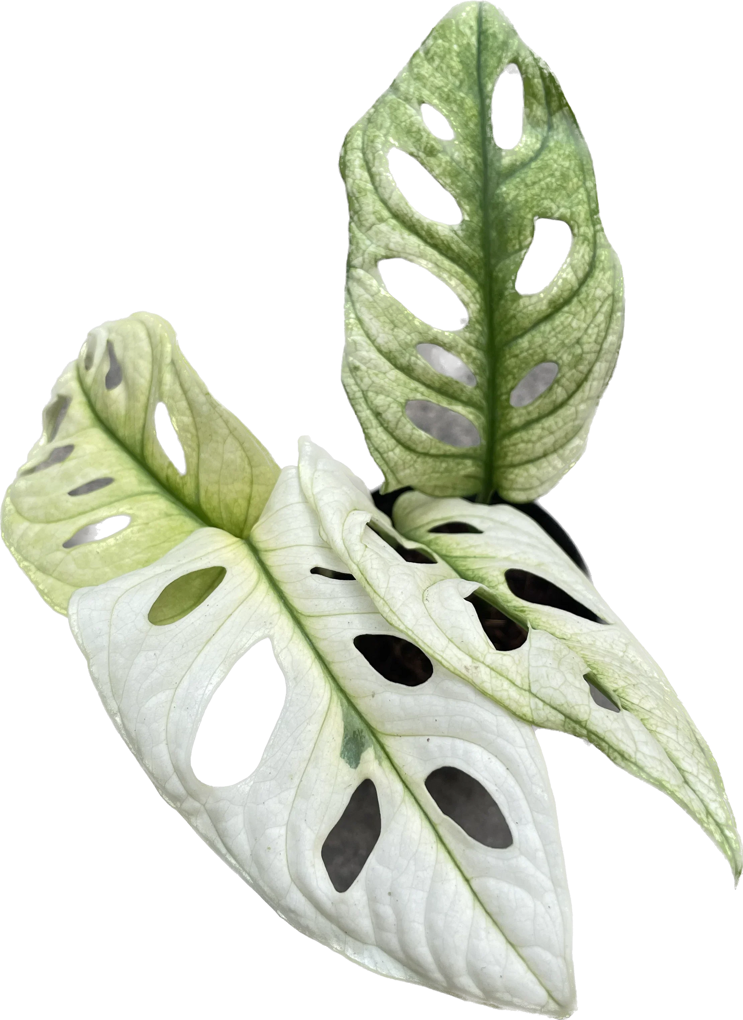 Monstera adansonii mint variegated