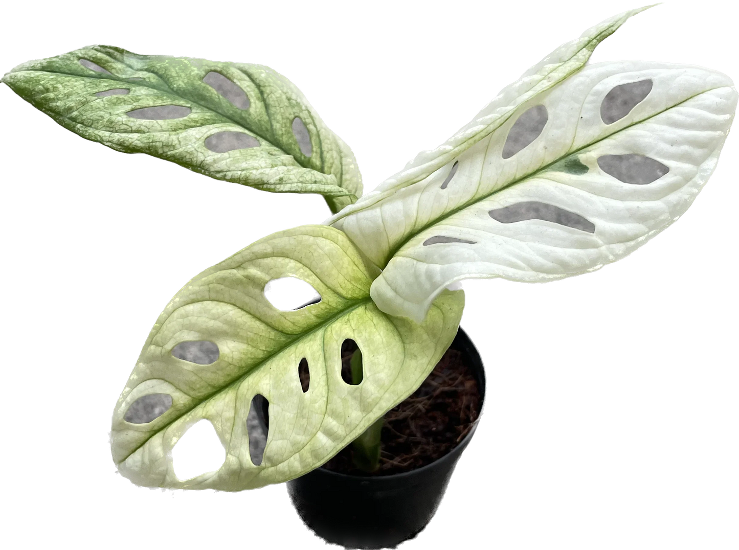 Monstera adansonii mint variegated