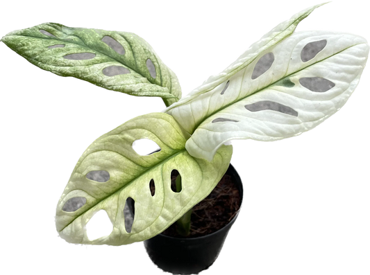 Monstera adansonii mint variegated