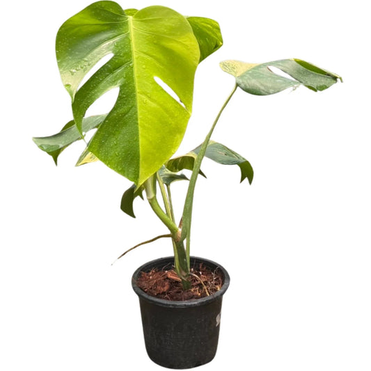 Monstera borsigiana aurea variegated