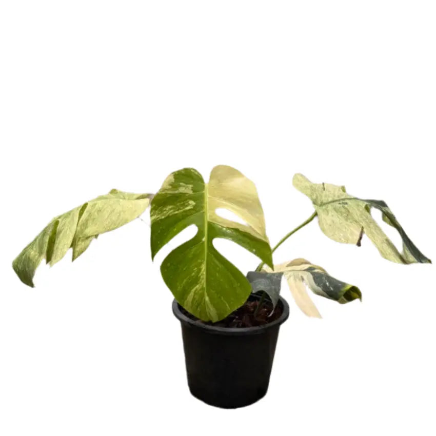 Monstera borsigiana mint variegated