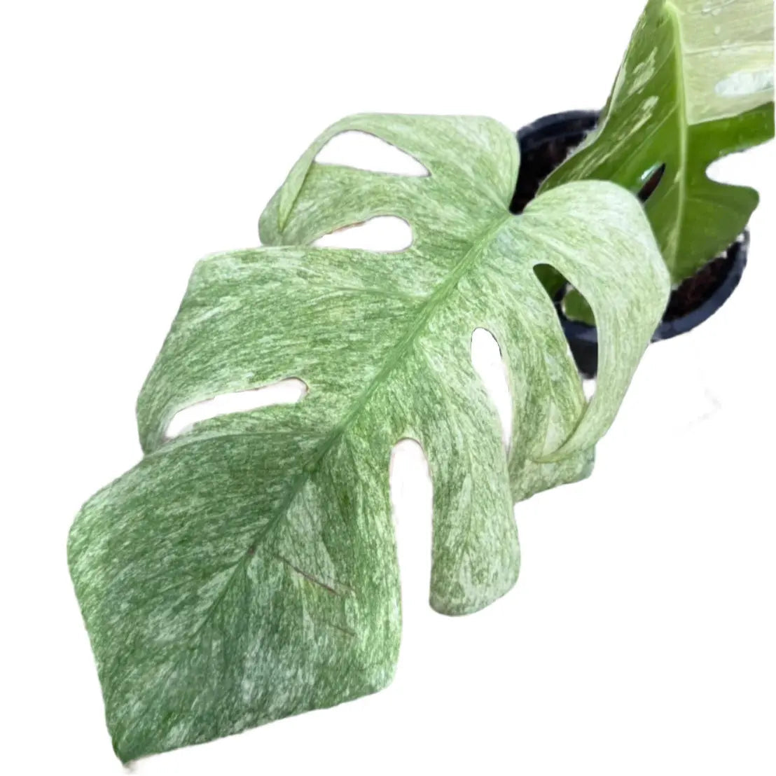 Monstera borsigiana mint variegated