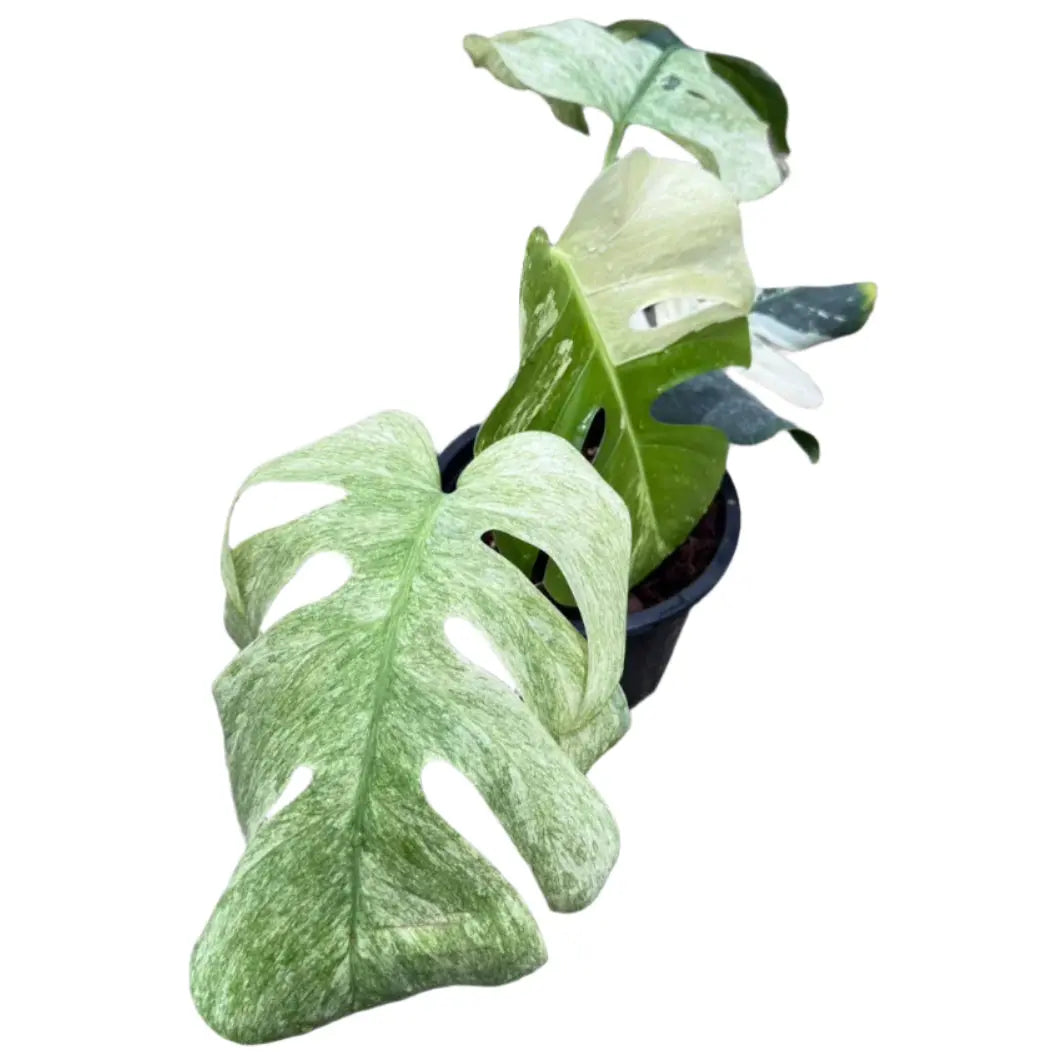 Monstera borsigiana mint variegated
