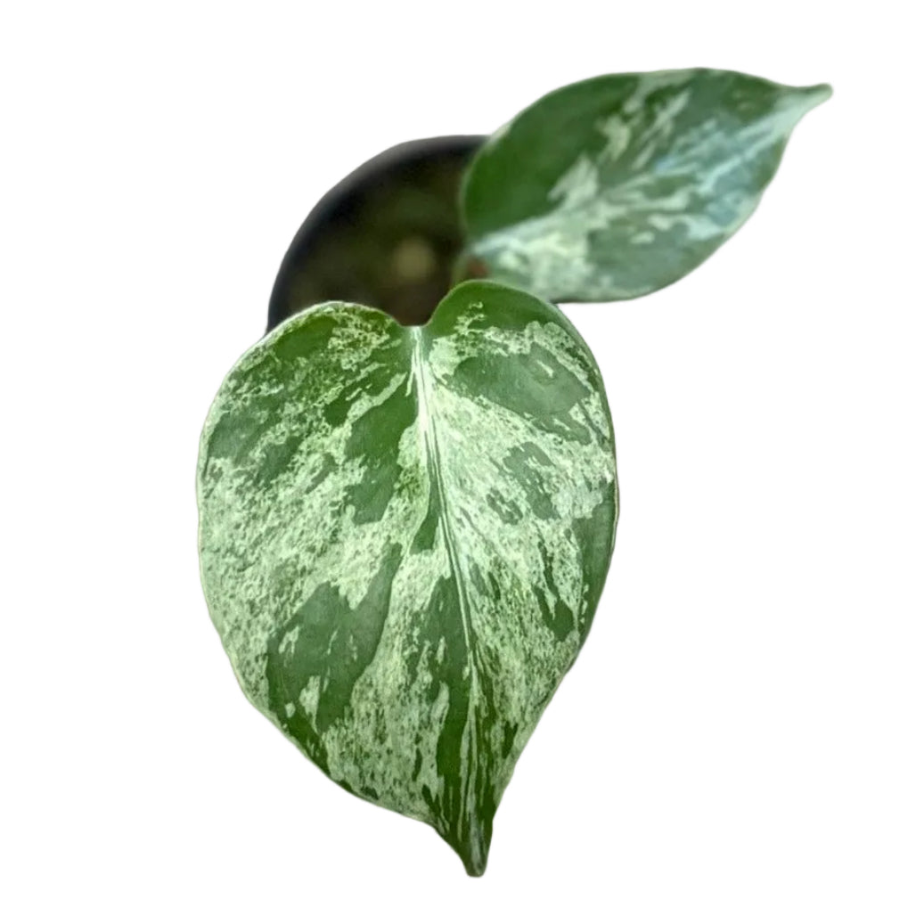 Monstera Bulbasaur