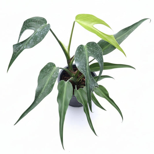 Monstera Burle Marx Flame