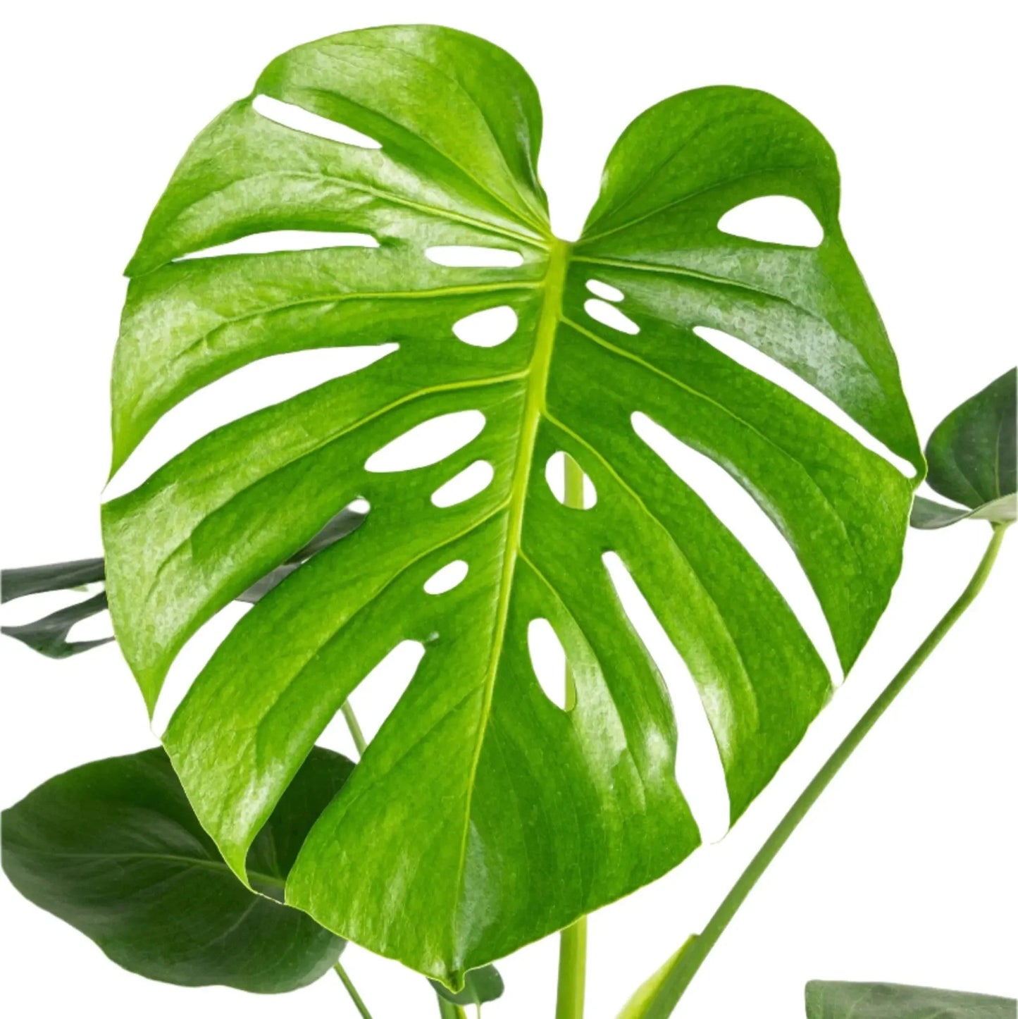 Monstera deliciosa