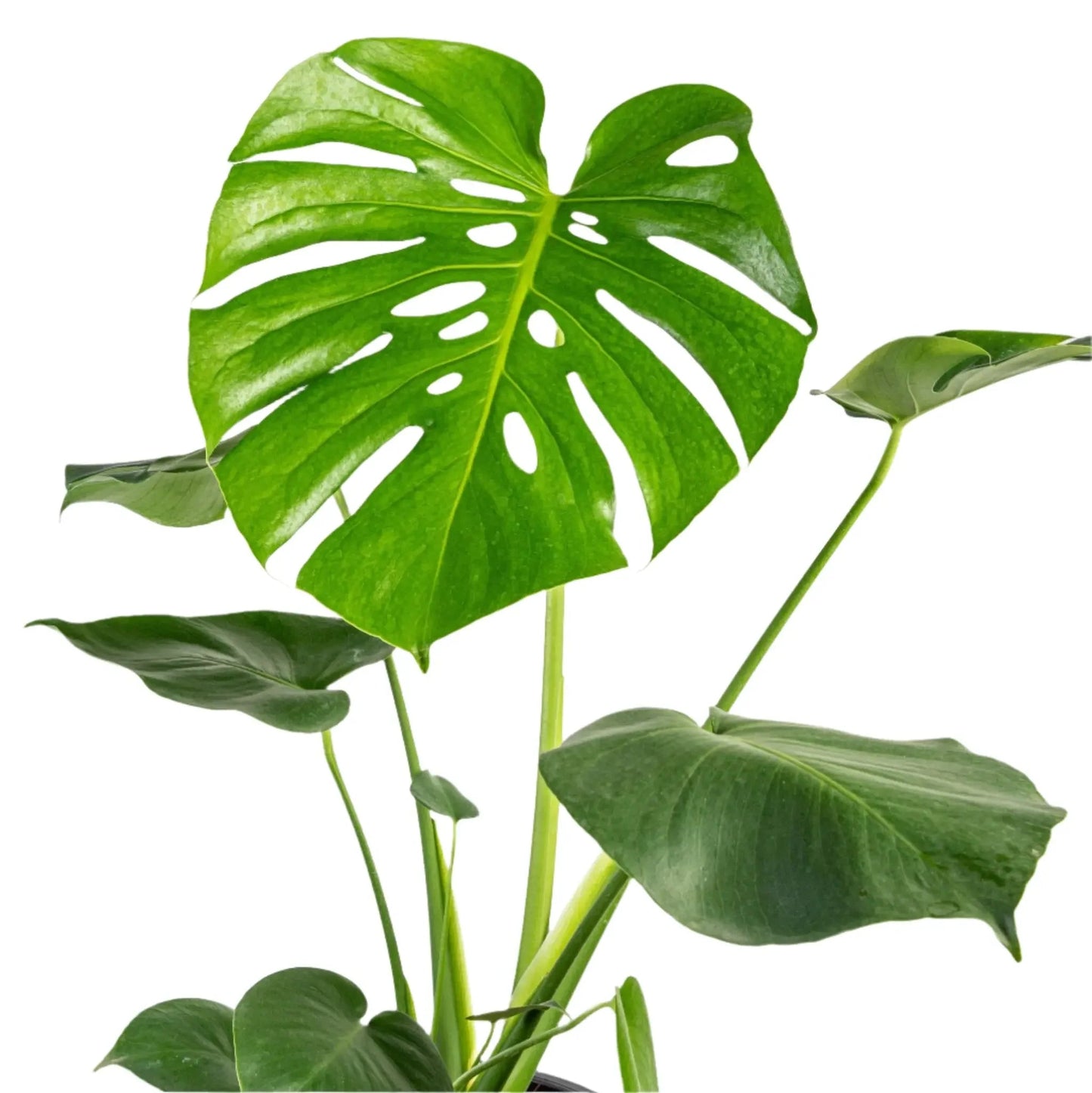 Monstera deliciosa