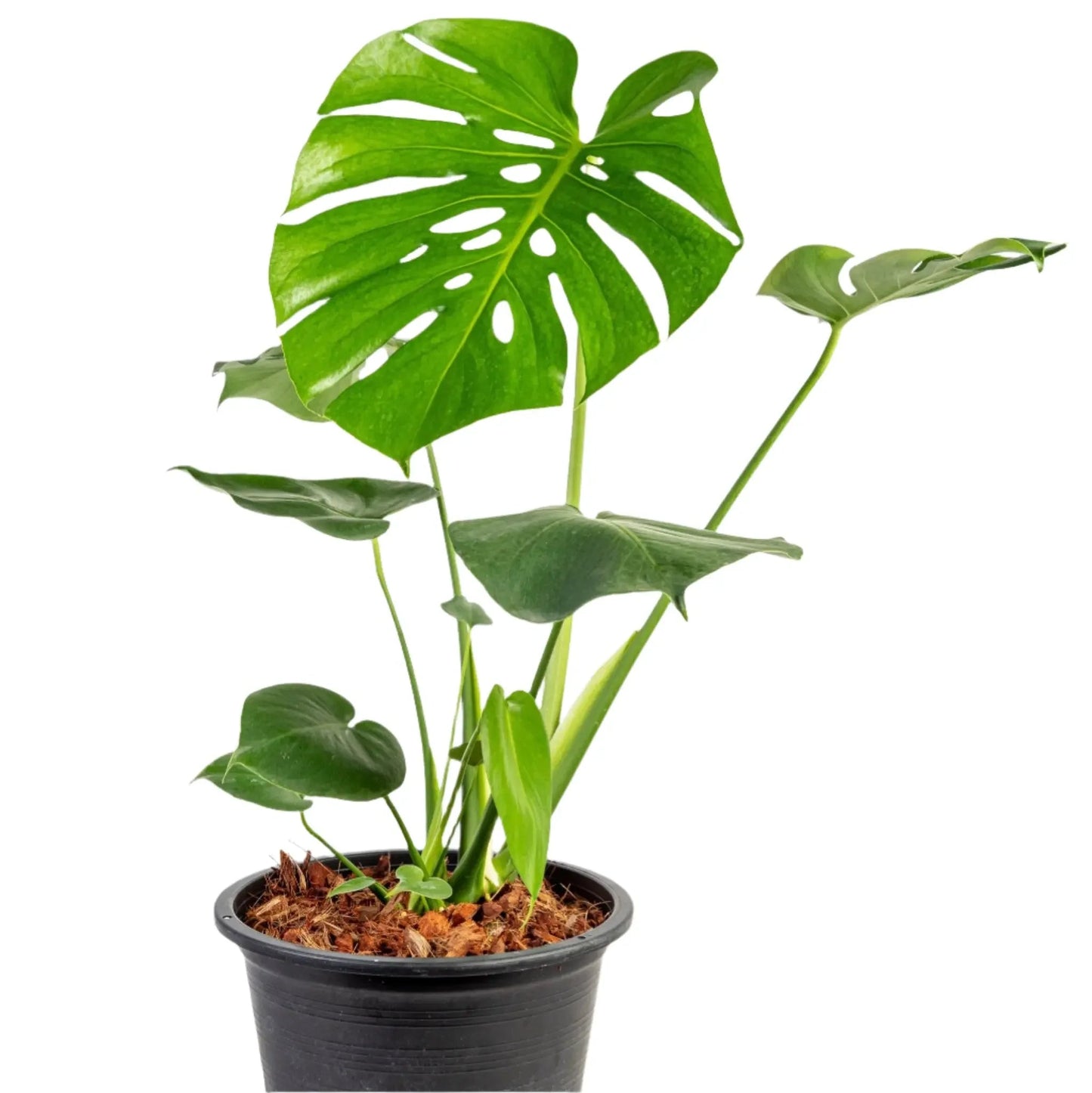 Monstera deliciosa