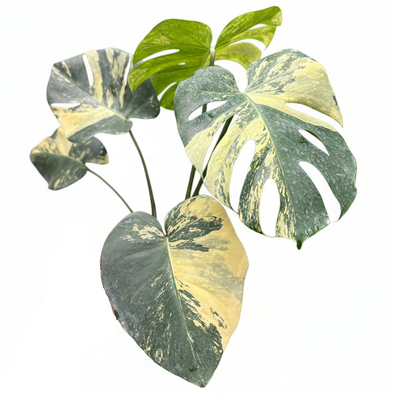 Monstera deliciosa lemon (large form)